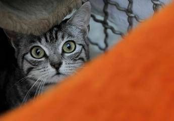 Ogni anno almeno 1.700 tra cani e gatti vengono bruciati vivi. Lo denuncia Aidaa Ogni anno almeno 1.700 tra cani e gatti vengono bruciati vivi. Lo denuncia Aidaa