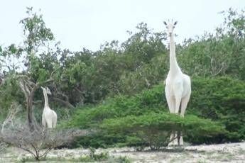 Kenya, uccise dai bracconieri due rare giraffe bianche Kenya, uccise dai bracconieri due rare giraffe bianche