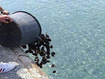 Taranto, pesca illegale bianchetto e riccio di mare: sequestri e denunce Taranto, pesca illegale bianchetto e riccio di mare: sequestri e denunce