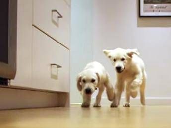 E Pronta La Cena La Corsa Dei Cuccioli Di Golden Retriever Video