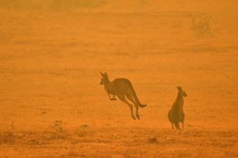 Incendi Australia, oltre 1 mld di animali uccisi dalle fiamme