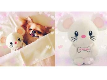 For Pets Only Presenta TopoMio 4 Love Christmas Edition! For Pets Only Presenta TopoMio 4 Love Christmas Edition!