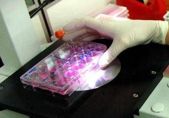 Scoperta Proteina Che Spegne Cancro Al Fegato