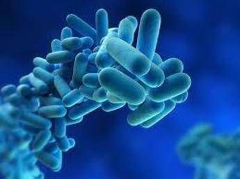 Legionella, il batterio che ama tubature e condizionatori Legionella, il batterio che ama tubature e condizionatori