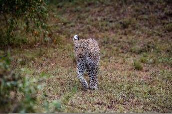 Bimbo di otto anni aggredito e ucciso da un leopardo Bimbo di otto anni aggredito e ucciso da un leopardo