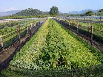 Agroalimentare: l'allevatore, con le lumache reddito garantito Agroalimentare: l'allevatore, con le lumache reddito garantito