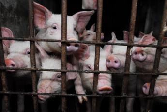 Appello del virologo: Oms dia regole stringenti su allevamenti di maiali