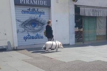 Roma, maiale a passeggio per viale Aventino Roma, maiale a passeggio per viale Aventino