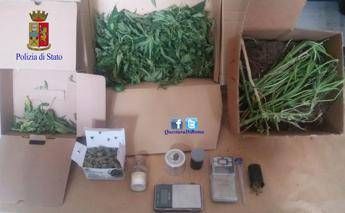 Roma, sul balcone aveva una coltivazione di marijuana: arrestato Roma, sul balcone aveva una coltivazione di marijuana: arrestato