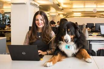 Ufficio pet-friendly? Ecco il 'Take your dog to work day' Ufficio pet-friendly? Ecco il 'Take your dog to work day'