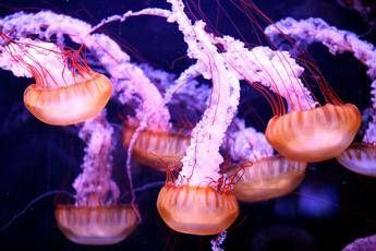 Contatto con meduse, i rimedi che 'non' funzionano Contatto con meduse, i rimedi che 'non' funzionano