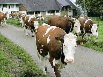 Vecchia fattoria addio, oltre 10 milioni di animali in meno in un solo anno Vecchia fattoria addio, oltre 10 milioni di animali in meno in un solo anno