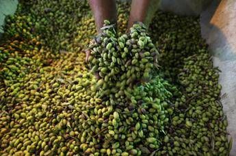 Olio d'oliva spacciato per extravergine, aziende indagate per frode Olio d'oliva spacciato per extravergine, aziende indagate per frode