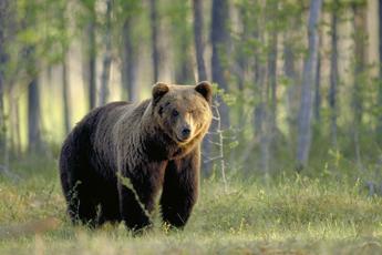 Legittime leggi su cattura e uccisione orsi e lupi