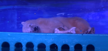 L'orso triste che commuove il mondo, chiuso in gabbia nel centro commerciale /Video L'orso triste che commuove il mondo, chiuso in gabbia nel centro commerciale /Video