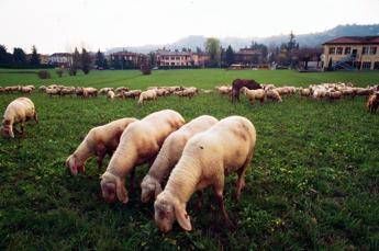 Alimenti di origine animale non pericolosi