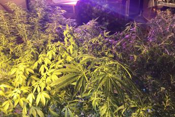Gdf scopre piantagione di cannabis nell'isola di Sant'Erasmo