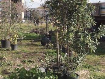 Florovivaisti: con il caldo mercato bloccato, al lavoro solo giardinieri Florovivaisti: con il caldo mercato bloccato, al lavoro solo giardinieri
