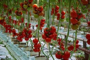 Dall'America all'Europa: storia del pomodoro, il re della dieta mediterranea Dall'America all'Europa: storia del pomodoro, il re della dieta mediterranea