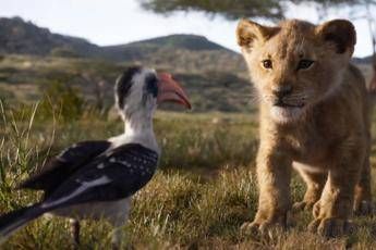 Re Leone, il debutto è da record Re Leone, il debutto è da record