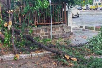 A Roma alberi caduti e strade allagate