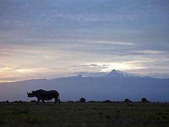 Italia al Summit sulla lotta al traffico illegale di specie selvatiche a Londra Italia al Summit sulla lotta al traffico illegale di specie selvatiche a Londra