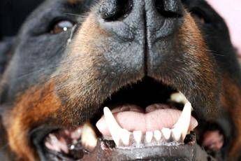 Bologna, bimba di 8 anni morsa da 2 Rottweiler