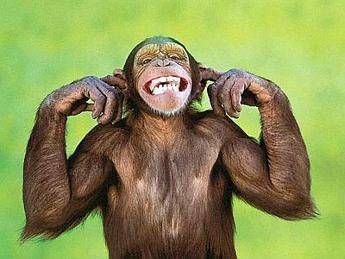 Ricerca Studio Animali Capaci Di Tenere Il Ritmo Ascoltando Musica