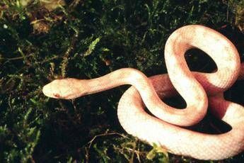 Sfrattato abbandona in casa serpente e drago barbuto Sfrattato abbandona in casa serpente e drago barbuto