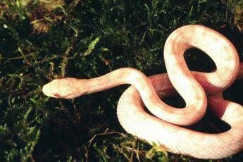 Sfrattato abbandona in casa serpente e drago barbuto