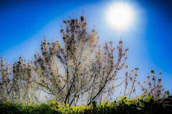 Coronavirus, scienziati italiani: dal sole alle lampade così raggi Uv lo uccidono in pochi secondi Coronavirus, scienziati italiani: dal sole alle lampade così raggi Uv lo uccidono in pochi secondi