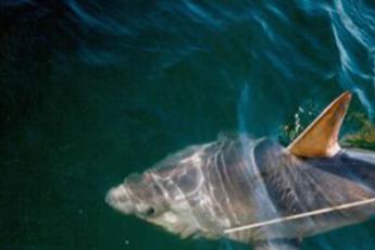 Paura alle Seychelles, turista attaccata da uno squalo