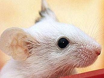 Coronavirus, manca un topo: a rischio ricerca del vaccino Coronavirus, manca un topo: a rischio ricerca del vaccino