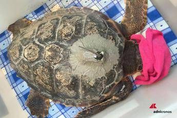 Tartatag, il satellitare che veglia sulle caretta caretta Tartatag, il satellitare che veglia sulle caretta caretta