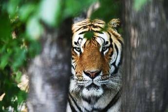 Tigre uccide dipendente dello zoo di Zurigo Tigre uccide dipendente dello zoo di Zurigo