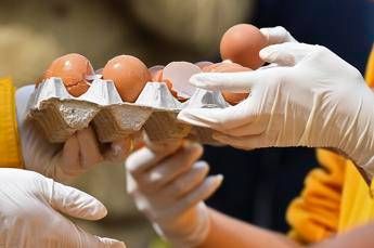 More tainted egg products found in Italy More tainted egg products found in Italy