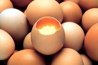 Uova al fipronil, stop vendita Uova al fipronil, stop vendita