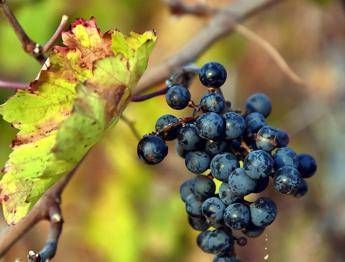 L'uva fa bene al cuore L'uva fa bene al cuore