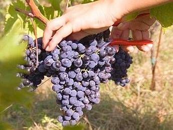 Coldiretti: con inverno anomalo primizie su banchi 1 mese prima Coldiretti: con inverno anomalo primizie su banchi 1 mese prima