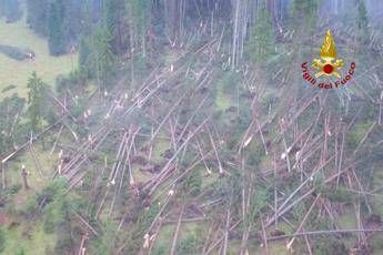 Furia maltempo, abbattuta la foresta dei violini Furia maltempo, abbattuta la foresta dei violini