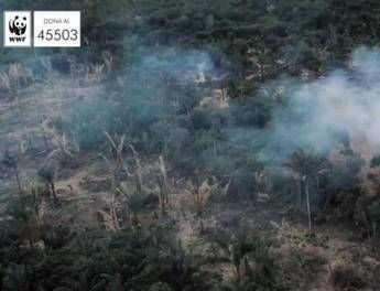 'Salviamo il cuore verde del mondo!'. Al via raccolta fondi del Wwf /Video 'Salviamo il cuore verde del mondo!'. Al via raccolta fondi del Wwf /Video