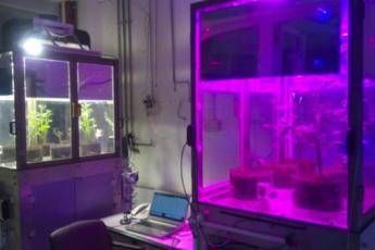 Agricoltura, Enea sperimenta serra hi-tech per studiare le piante del futuro Agricoltura, Enea sperimenta serra hi-tech per studiare le piante del futuro