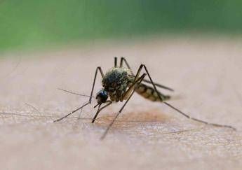 Virus del Nilo, ecco tutti i segreti per difendersi dalle zanzare Virus del Nilo, ecco tutti i segreti per difendersi dalle zanzare