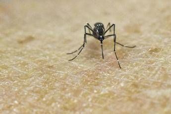 Virus Zika, l'esperto: Brasile off limit a Carnevale per chi è incinta Virus Zika, l'esperto: Brasile off limit a Carnevale per chi è incinta