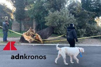 Roma, cade albero a 100 metri da scuola materna Roma, cade albero a 100 metri da scuola materna