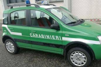 Forestale, Consulta: legittimo l'assorbimento nei Carabinieri Forestale, Consulta: legittimo l'assorbimento nei Carabinieri