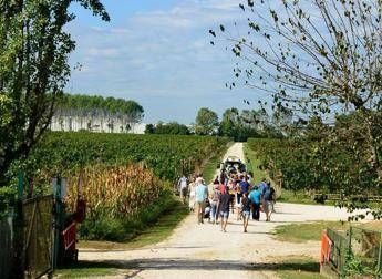 Tra grappoli e pigiatura al via Cantine aperte in vendemmia Tra grappoli e pigiatura al via Cantine aperte in vendemmia