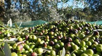 Storico accordo di filiera per 10 mln kg di olio made in Italy Storico accordo di filiera per 10 mln kg di olio made in Italy