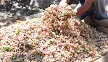 Introvabili raccoglitori di pistacchio in Sicilia, appello di 2 imprenditori
