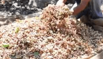 Introvabili raccoglitori di pistacchio in Sicilia, appello di 2 imprenditori Introvabili raccoglitori di pistacchio in Sicilia, appello di 2 imprenditori